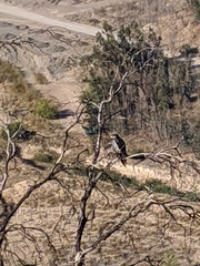 Geranoaetus melanoleucus australis