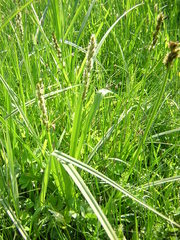Carex vulpina