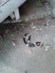 Pseudoleptodeira latifasciata