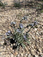 Frasera albicaulis modocensis