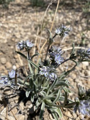 Frasera albicaulis modocensis