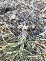 Frasera albicaulis modocensis