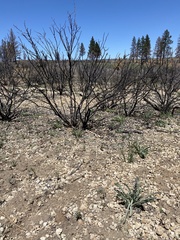 Frasera albicaulis modocensis