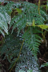 Asplenium bullatum