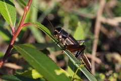 Teleogryllus emma