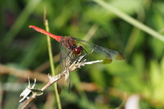 Sympetrum risi risi