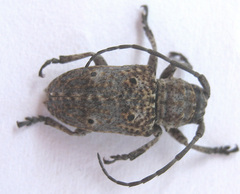 Crossotus klugi