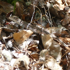 Aspidoscelis exsanguis