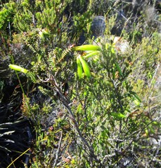 Erica viridiflora viridiflora