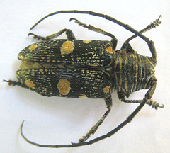 Zographus nivisparsus