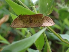 Plesiomorpha punctilinearia