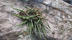 Trichocentrum cebolleta