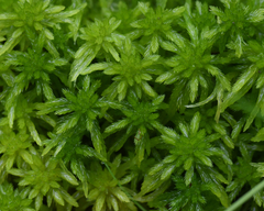 Sphagnum mendocinum