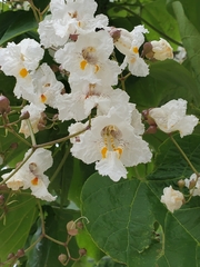 Catalpa bignonioides