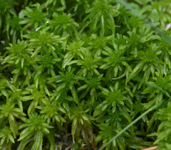 Sphagnum mendocinum