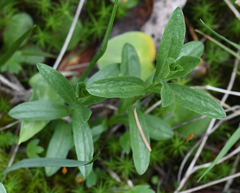 Sericocarpus rigidus