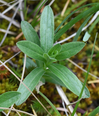 Sericocarpus rigidus