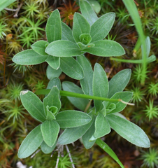 Sericocarpus rigidus