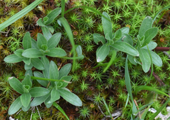 Sericocarpus rigidus