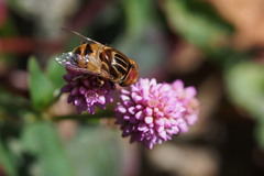 Eristalinus quinquestriatus