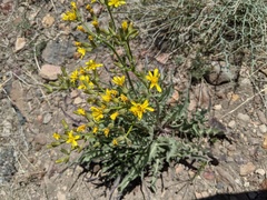 Crepis occidentalis