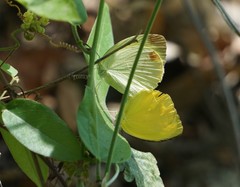 Pyrisitia dina