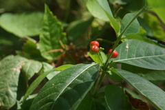 Rauvolfia tetraphylla