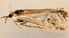 Hednota longipalpella