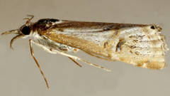 Hednota longipalpella