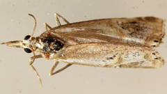 Hednota longipalpella