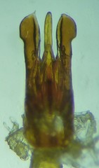 Selatosomus nigricans