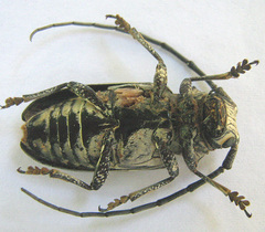 Zographus nivisparsus