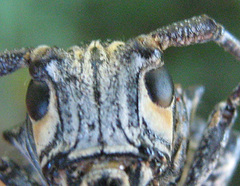 Zographus nivisparsus