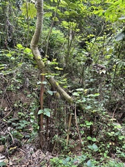 Cecropia schreberiana