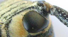 Zographus nivisparsus