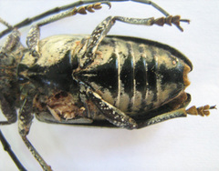 Zographus nivisparsus