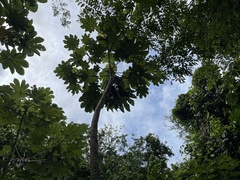 Cecropia schreberiana