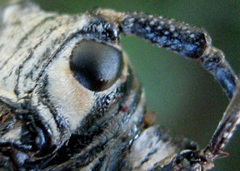 Zographus nivisparsus