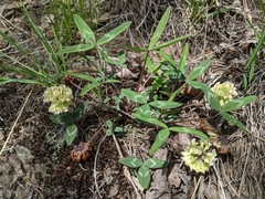 Trifolium virginicum