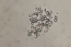 Dictyosphaerium