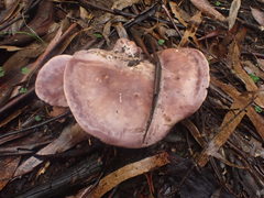 Leucopaxillus lilacinus