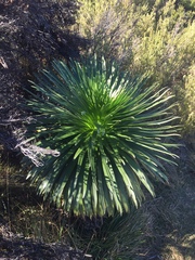 Argyroxiphium grayanum