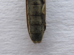Hyllisia persimilis