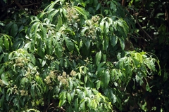 Vitex pinnata