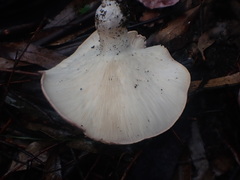 Leucopaxillus lilacinus