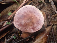 Leucopaxillus lilacinus