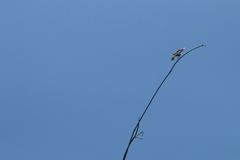 Rhyothemis plutonia