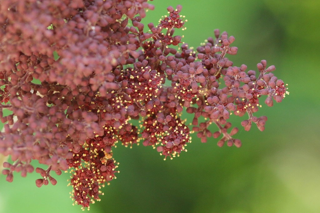 Ampelocissus martini (Ampelocissus martini)