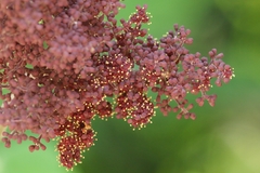 Ampelocissus martini