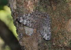 Hamadryas feronia